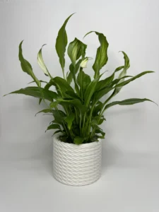 PLANTER