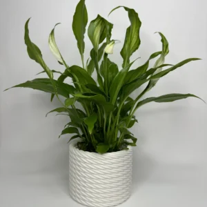 PLANTER