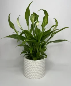 PLANTER